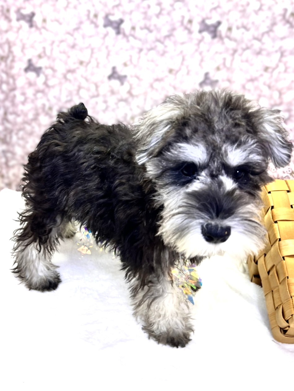 茨城県のミニチュアシュナウザー (かねだいペットトライアル利根川/2025年7月26日生まれ/男の子/ソルトペッパー)の子犬の2枚目の画像