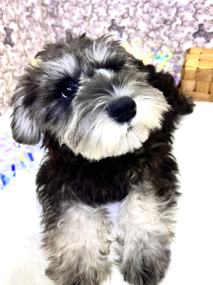 茨城県のミニチュアシュナウザー (かねだいペットトライアル利根川/2025年7月26日生まれ/男の子/ソルトペッパー)の子犬の1枚目の画像