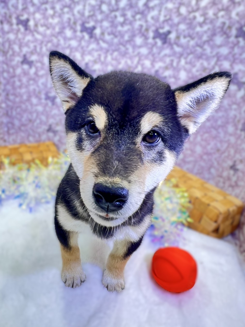 茨城県の柴犬(標準サイズ) (かねだいペットトライアル利根川/2025年8月23日生まれ/男の子/黒)の子犬の1枚目の画像