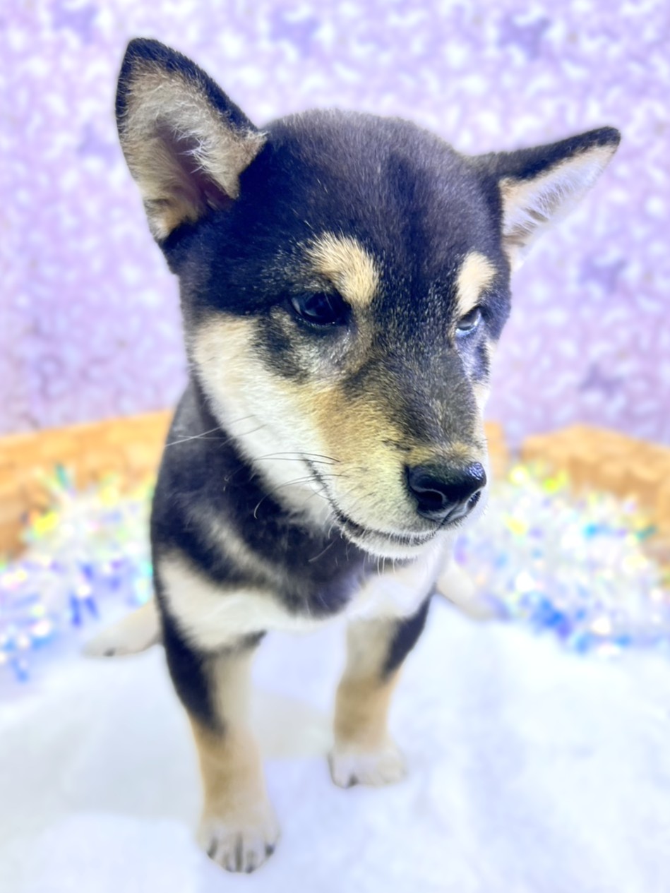 茨城県の柴犬(標準サイズ) (かねだいペットトライアル利根川/2025年8月23日生まれ/男の子/黒)の子犬の2枚目の画像