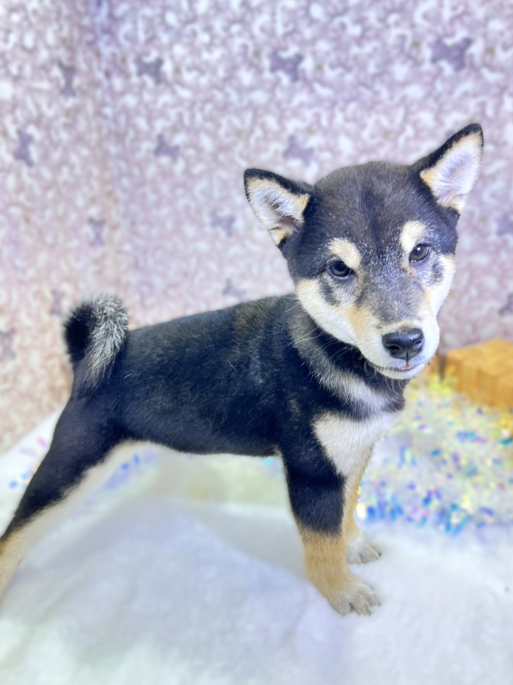 茨城県の柴犬(標準サイズ) (かねだいペットトライアル利根川/2025年8月23日生まれ/男の子/黒)の子犬の3枚目の画像