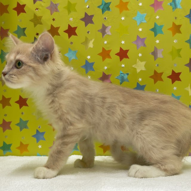 東京都のラガマフィン (かねだい足立店/2025年9月29日生まれ/男の子/クリームタビーホワイト)の子猫の3枚目の画像