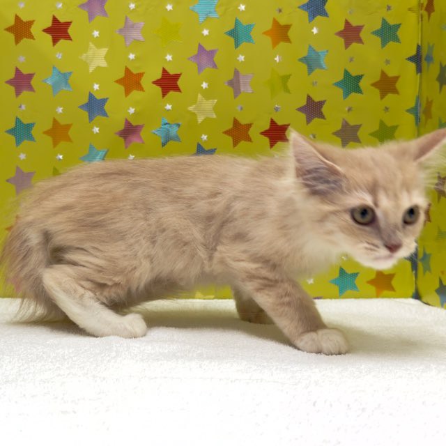 東京都のラガマフィン (かねだい足立店/2025年9月29日生まれ/男の子/クリームタビーホワイト)の子猫の4枚目の画像
