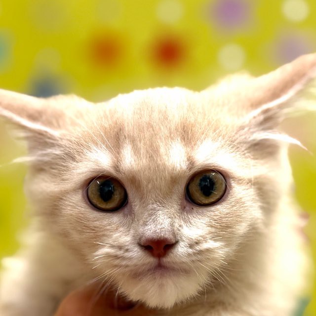 東京都のラガマフィン (かねだい足立店/2025年9月29日生まれ/男の子/クリームタビーホワイト)の子猫の1枚目の画像