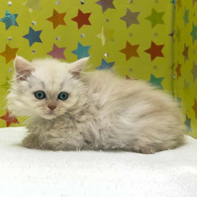 東京都のマンチカン (かねだい足立店/2025年10月3日生まれ/男の子/クリームタビー)の子猫の3枚目の画像