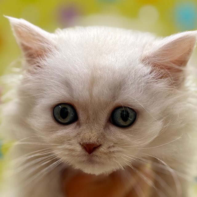 東京都のマンチカン (かねだい足立店/2025年10月3日生まれ/男の子/クリームタビー)の子猫の1枚目の画像