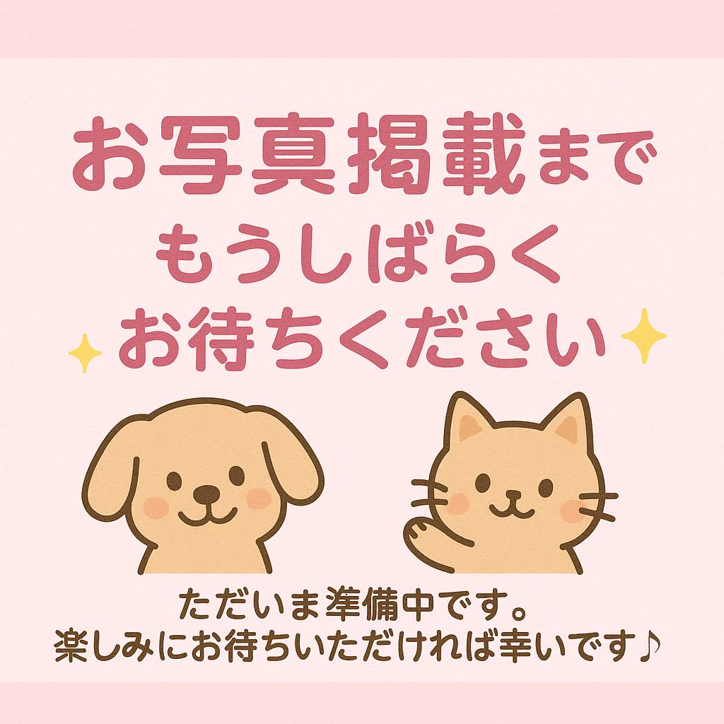 群馬県のセルカークレックス (かねだいペットトライアル前橋/2025年10月7日生まれ/男の子/シルバータビーホワイト)の子猫