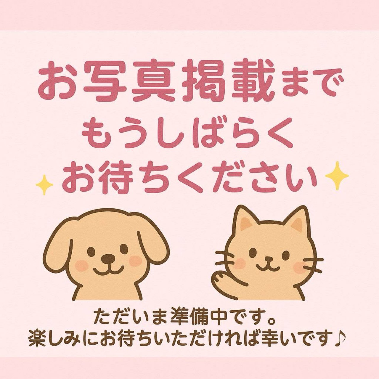 群馬県のロシアンブルー (かねだいペットトライアル前橋/2025年9月9日生まれ/女の子/ブルー)の子猫