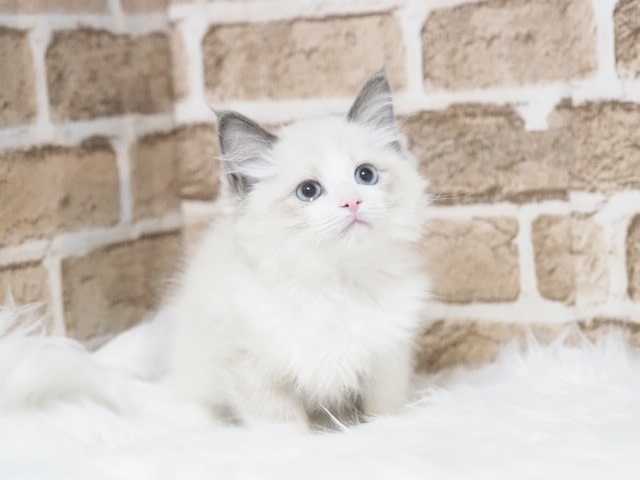 埼玉県のラグドール (かねだい戸田店/2025年9月30日生まれ/男の子/ブルーポイントバイカラー)の子猫の1枚目の画像