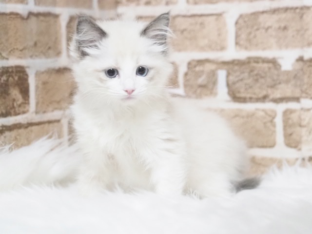 埼玉県のラグドール (かねだい戸田店/2025年9月30日生まれ/男の子/ブルーポイントバイカラー)の子猫の2枚目の画像