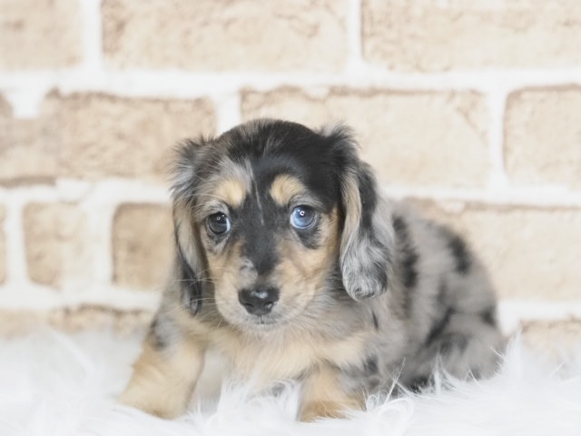 埼玉県のミニチュアダックスフンド(ロング) (かねだい戸田店/2025年10月6日生まれ/女の子/シルバーダップル)の子犬