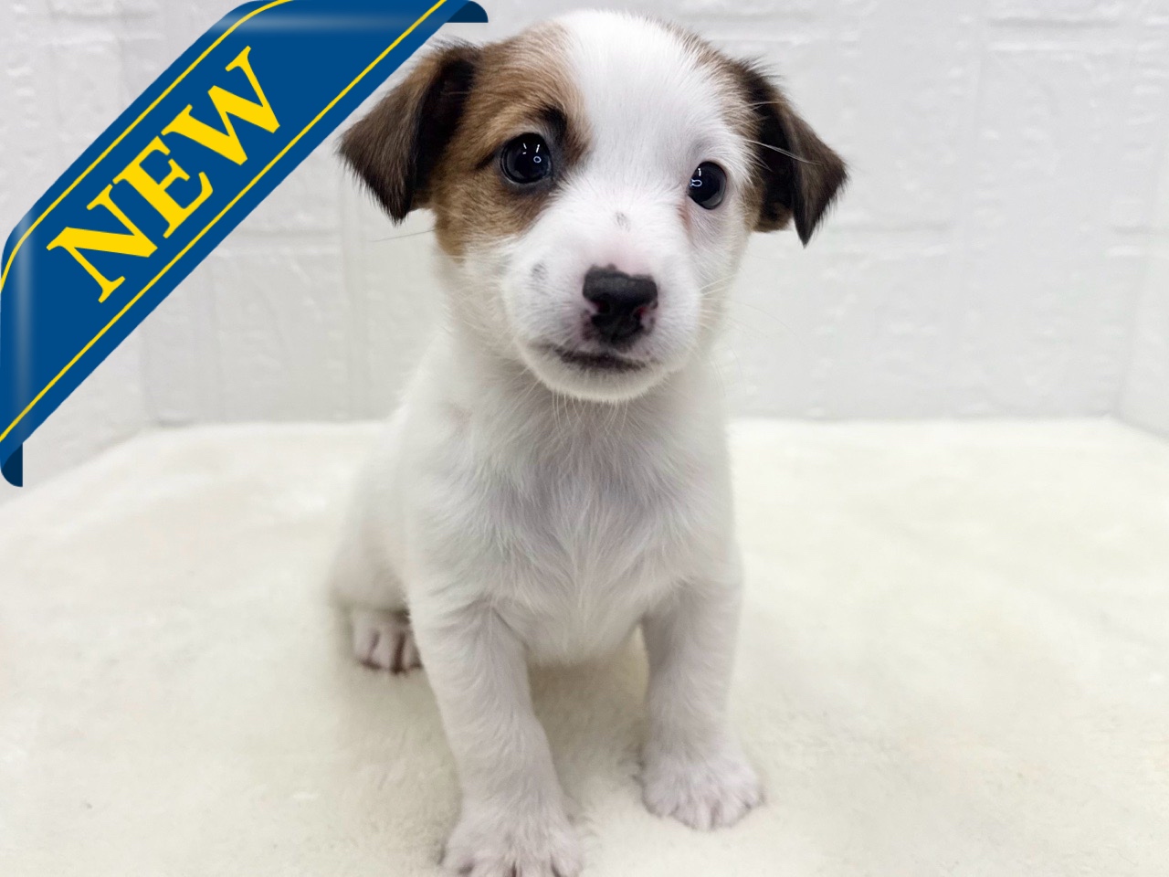 東京都のジャックラッセルテリア (かねだい青梅店/2025年10月6日生まれ/男の子/ホワイトタン)の子犬の1枚目の画像