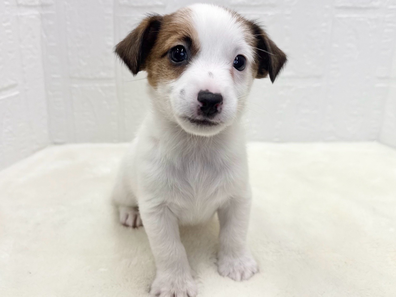 東京都のジャックラッセルテリア (かねだい青梅店/2025年10月6日生まれ/男の子/ホワイトタン)の子犬の2枚目の画像
