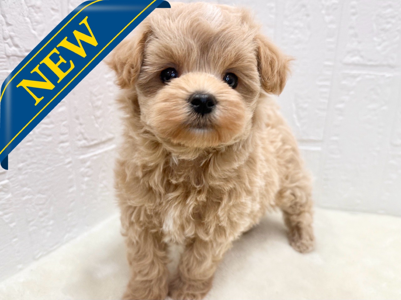 東京都のマルプー(マルチーズ×プードル) (かねだい青梅店/2025年10月7日生まれ/女の子/クリーム)の子犬の1枚目の画像