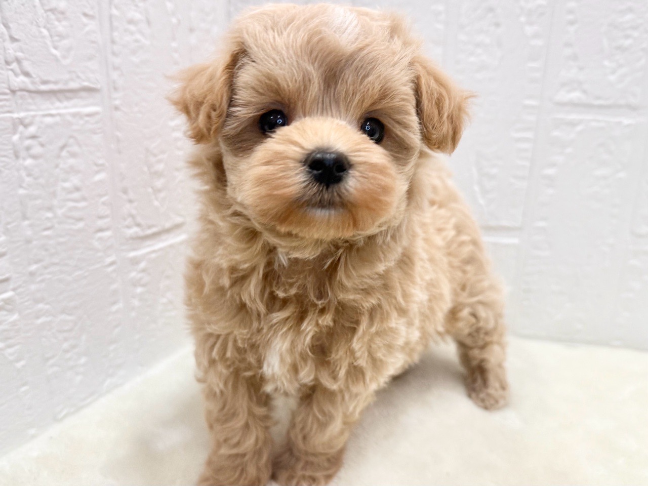 東京都のマルプー(マルチーズ×プードル) (かねだい青梅店/2025年10月7日生まれ/女の子/クリーム)の子犬の2枚目の画像