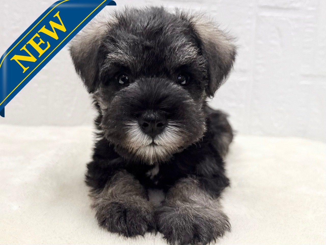 東京都のミニチュアシュナウザー (かねだい青梅店/2025年10月7日生まれ/男の子/ソルトペッパー)の子犬の1枚目の画像