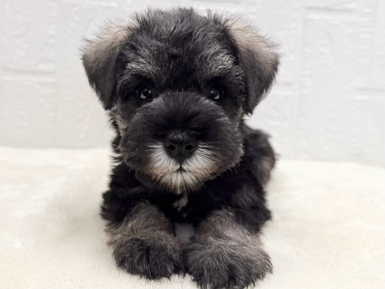 東京都のミニチュアシュナウザー (かねだい青梅店/2025年10月7日生まれ/男の子/ソルトペッパー)の子犬の2枚目の画像