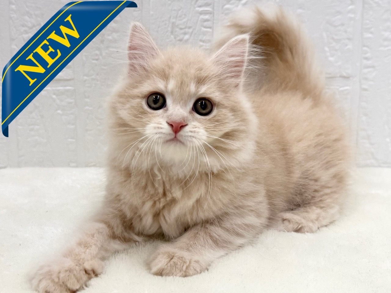 東京都のマンチカン (かねだい青梅店/2025年10月4日生まれ/男の子/クリームタビー)の子猫の1枚目の画像