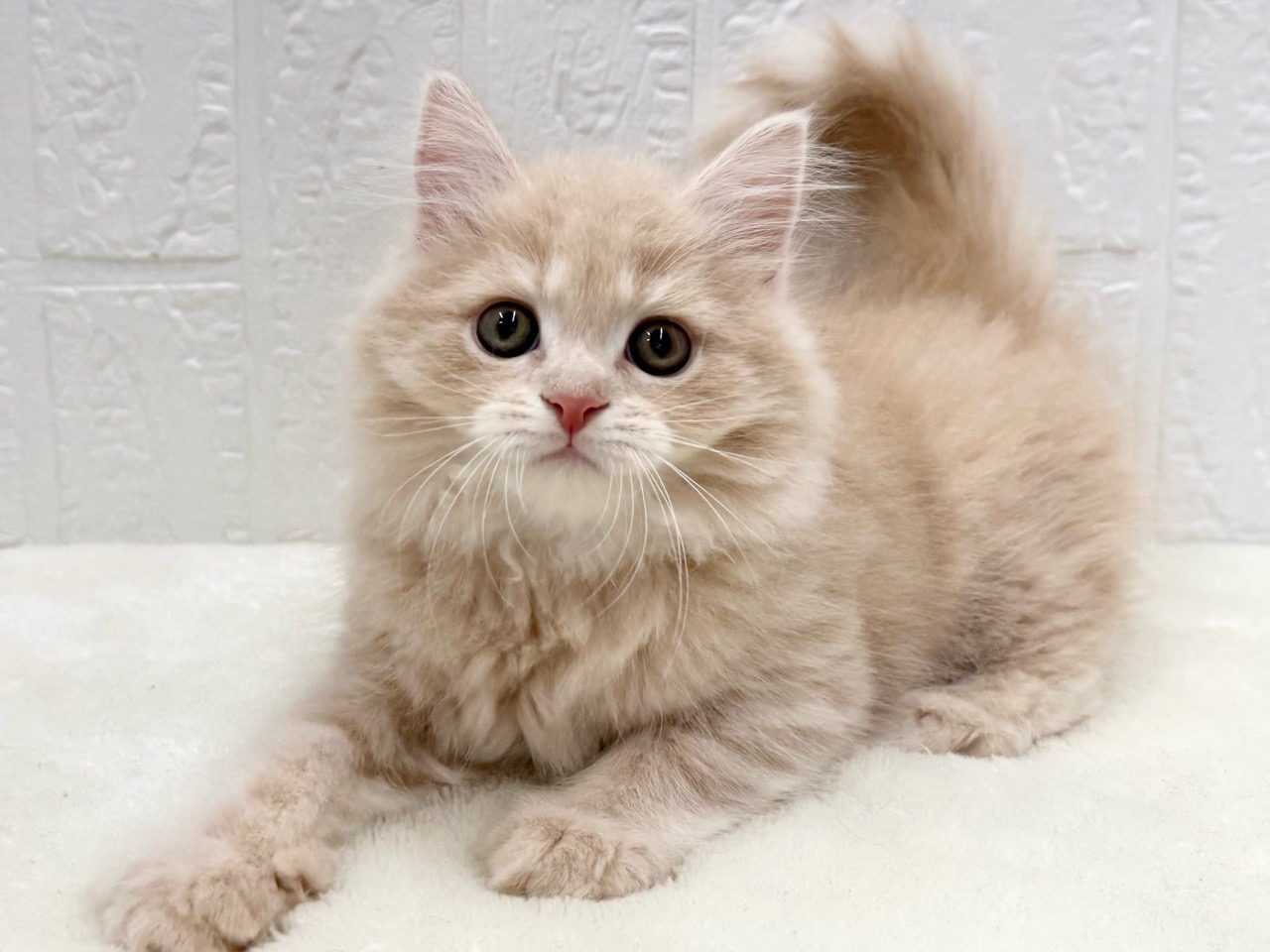 東京都のマンチカン (かねだい青梅店/2025年10月4日生まれ/男の子/クリームタビー)の子猫の2枚目の画像