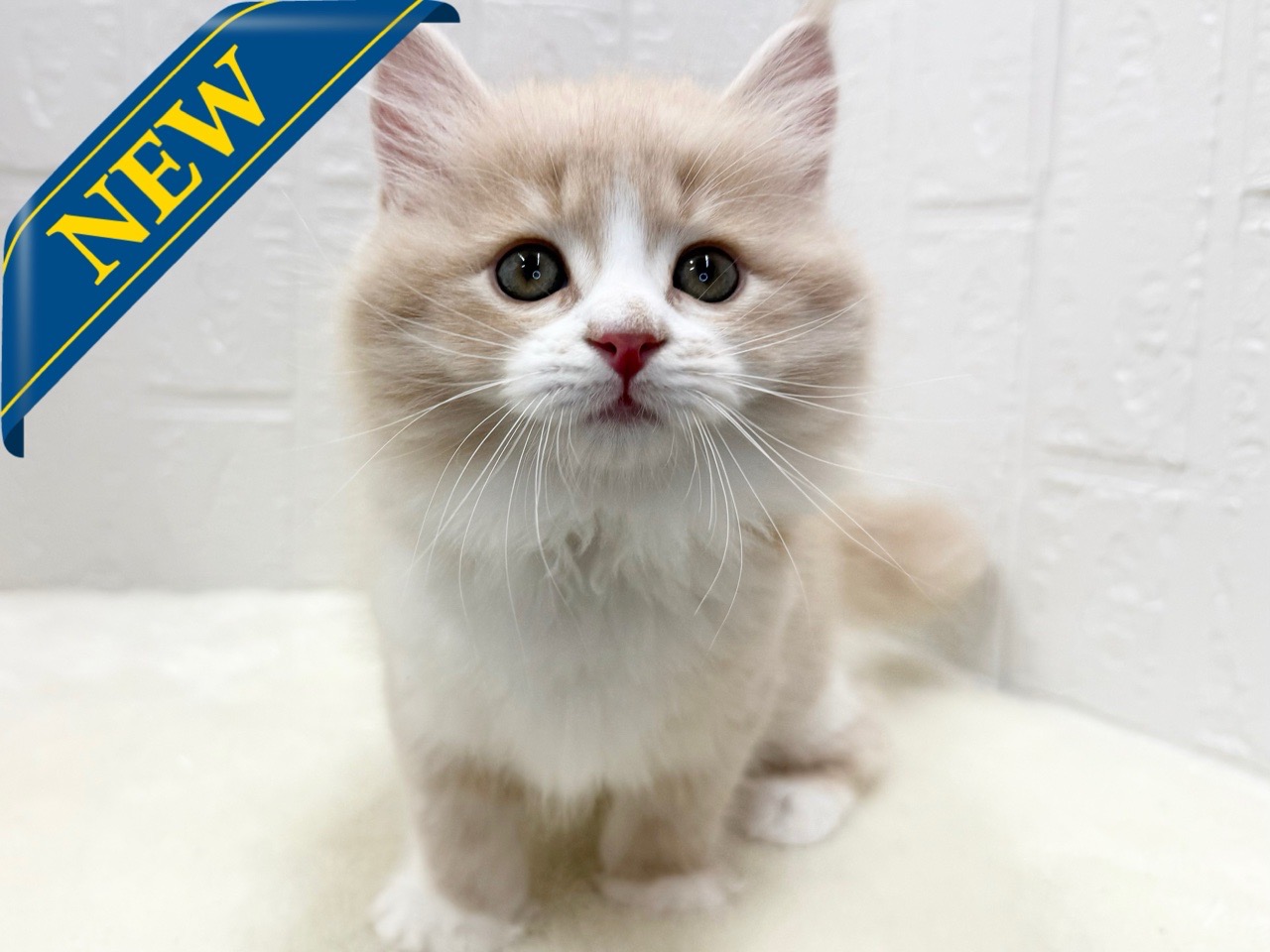 東京都のマンチカン (かねだい青梅店/2025年10月5日生まれ/男の子/クリームタビーホワイト)の子猫の1枚目の画像