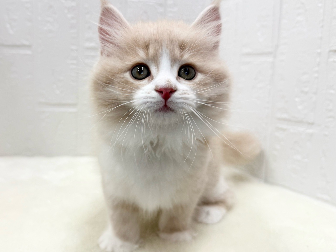 東京都のマンチカン (かねだい青梅店/2025年10月5日生まれ/男の子/クリームタビーホワイト)の子猫の2枚目の画像