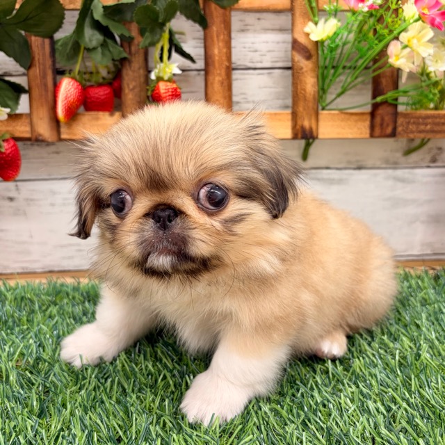 埼玉県のペキニーズ (かねだい所沢店/2025年10月5日生まれ/女の子/フォーン)の子犬の1枚目の画像