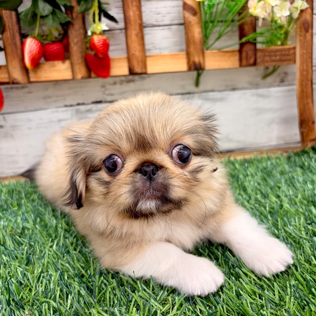 埼玉県のペキニーズ (かねだい所沢店/2025年10月5日生まれ/女の子/フォーン)の子犬の2枚目の画像