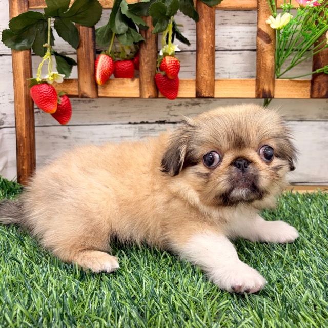 埼玉県のペキニーズ (かねだい所沢店/2025年10月5日生まれ/女の子/フォーン)の子犬の3枚目の画像