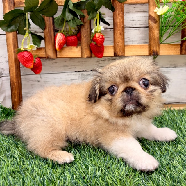 埼玉県のペキニーズ (かねだい所沢店/2025年10月5日生まれ/女の子/フォーン)の子犬の4枚目の画像