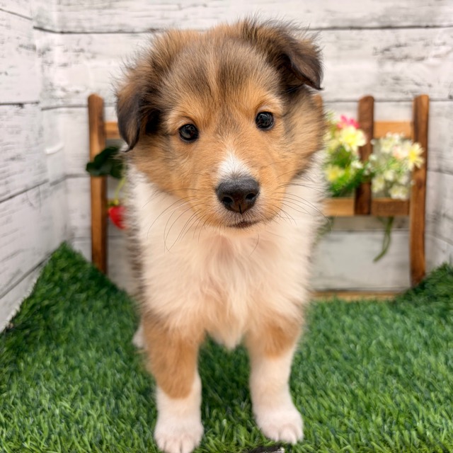 埼玉県のシェットランドシープドッグ (かねだい所沢店/2025年10月6日生まれ/男の子/セーブルホワイト)の子犬の1枚目の画像