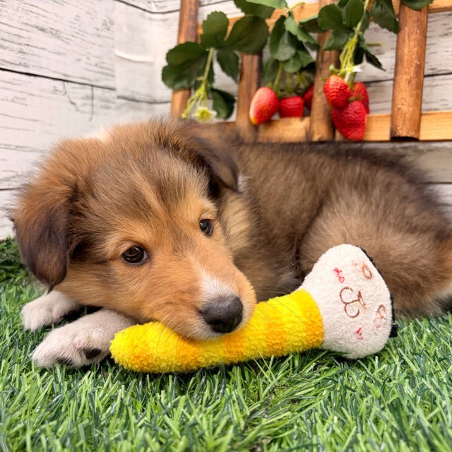 埼玉県のシェットランドシープドッグ (かねだい所沢店/2025年10月6日生まれ/男の子/セーブルホワイト)の子犬の2枚目の画像