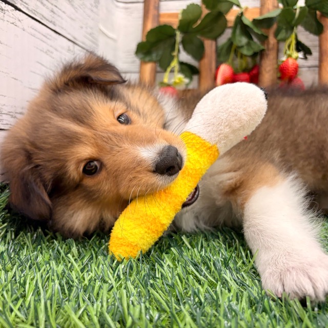 埼玉県のシェットランドシープドッグ (かねだい所沢店/2025年10月6日生まれ/男の子/セーブルホワイト)の子犬の3枚目の画像