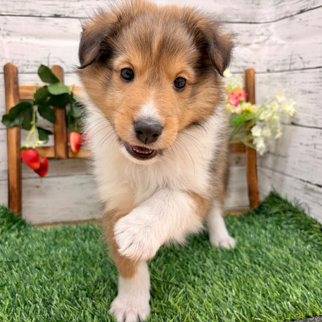 埼玉県のシェットランドシープドッグ (かねだい所沢店/2025年10月6日生まれ/男の子/セーブルホワイト)の子犬の4枚目の画像