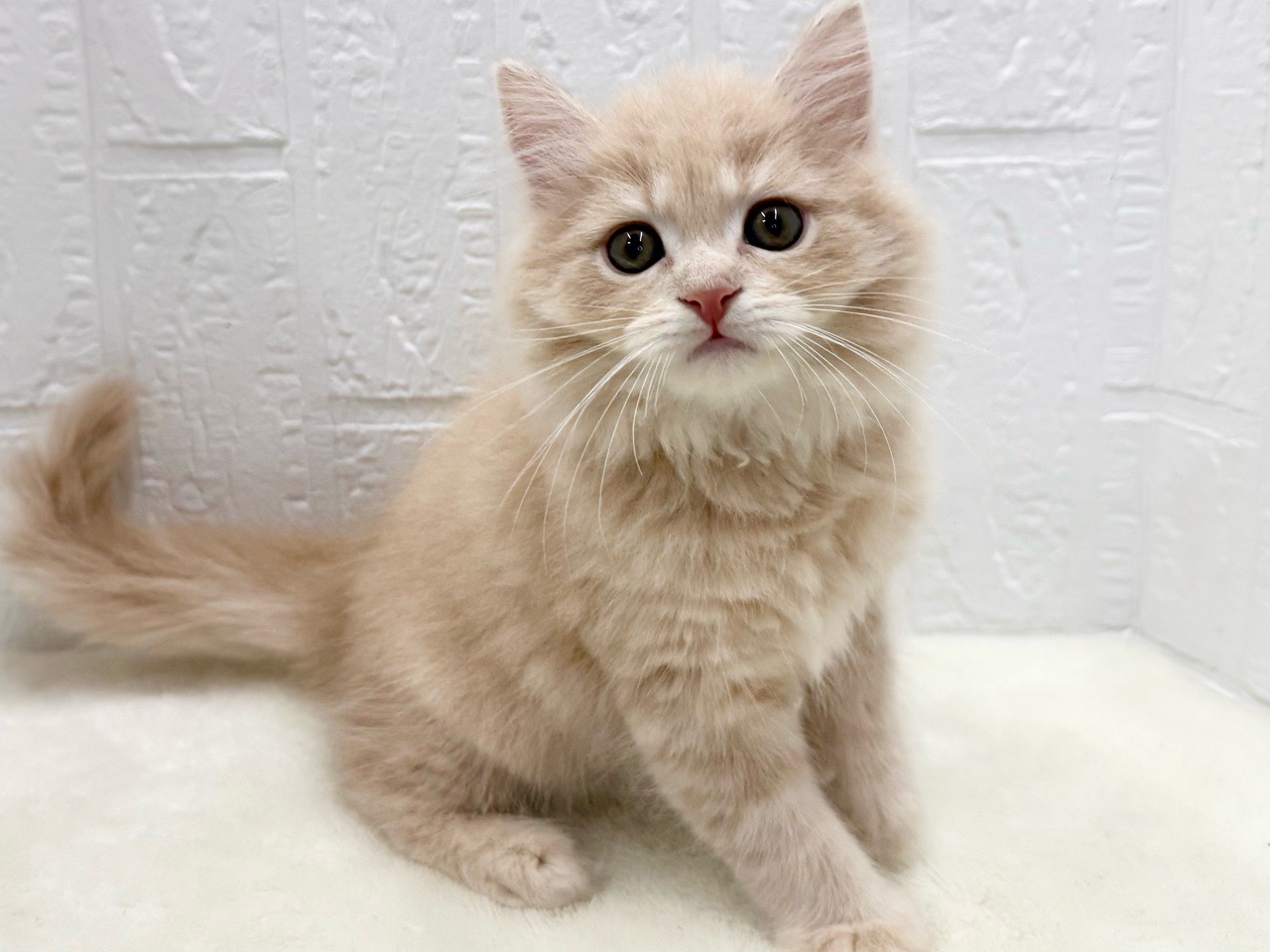 東京都のマンチカン (かねだい青梅店/2025年10月4日生まれ/男の子/クリームタビー)の子猫の3枚目の画像