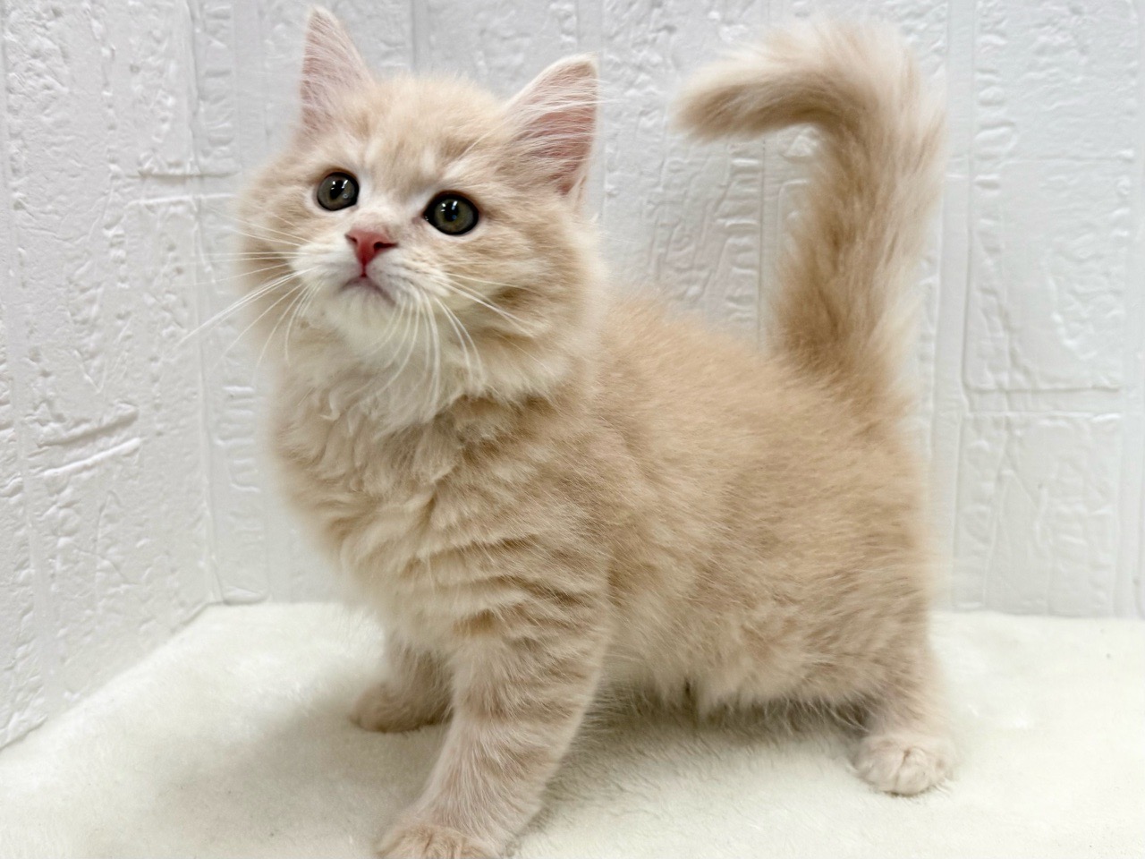 東京都のマンチカン (かねだい青梅店/2025年10月4日生まれ/男の子/クリームタビー)の子猫の4枚目の画像