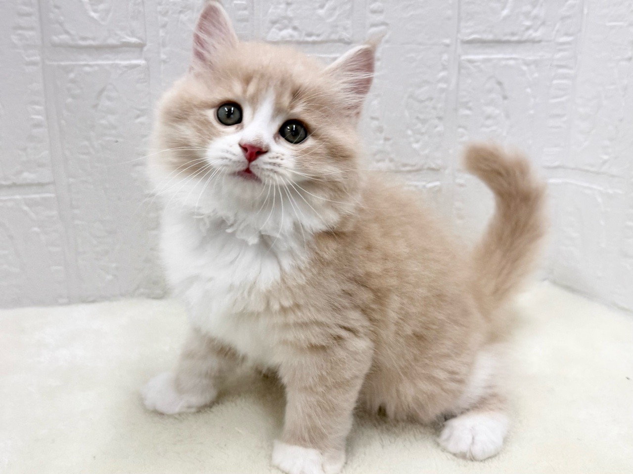 東京都のマンチカン (かねだい青梅店/2025年10月5日生まれ/男の子/クリームタビーホワイト)の子猫の3枚目の画像