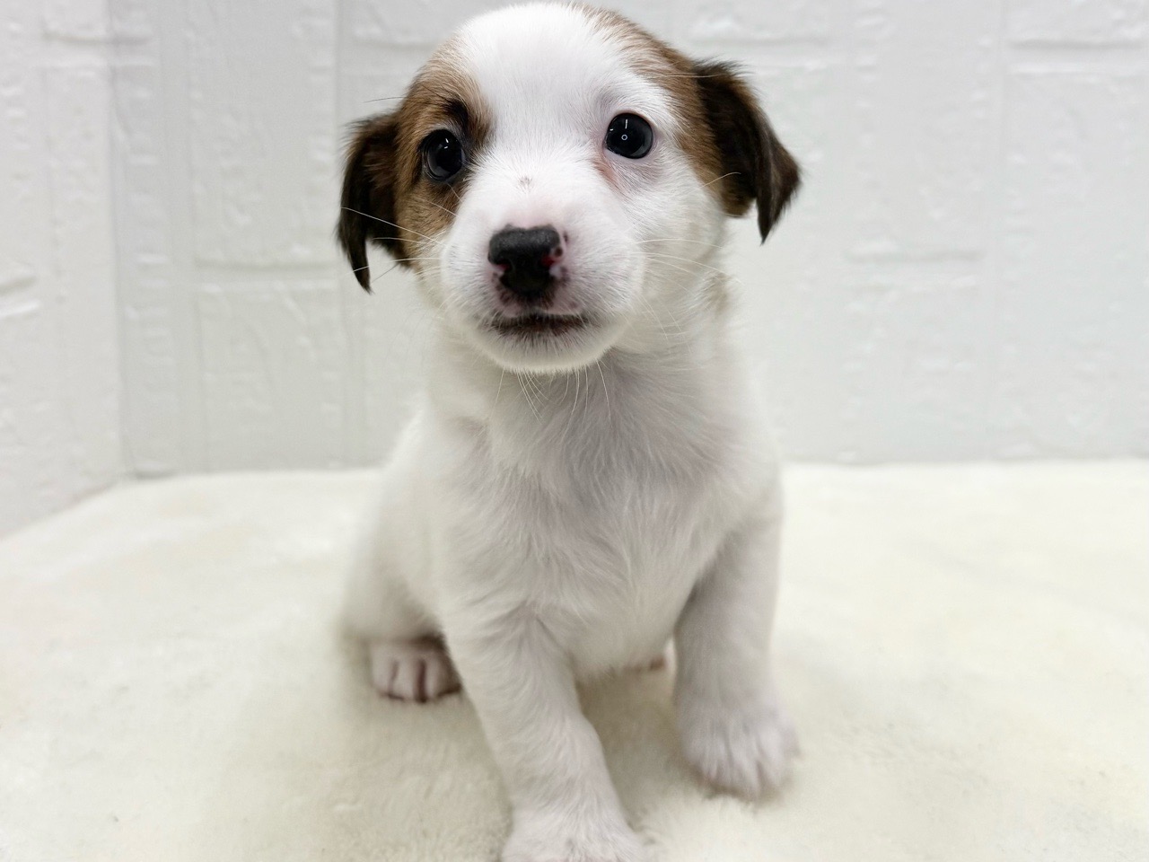 東京都のジャックラッセルテリア (かねだい青梅店/2025年10月6日生まれ/男の子/ホワイトタン)の子犬の3枚目の画像