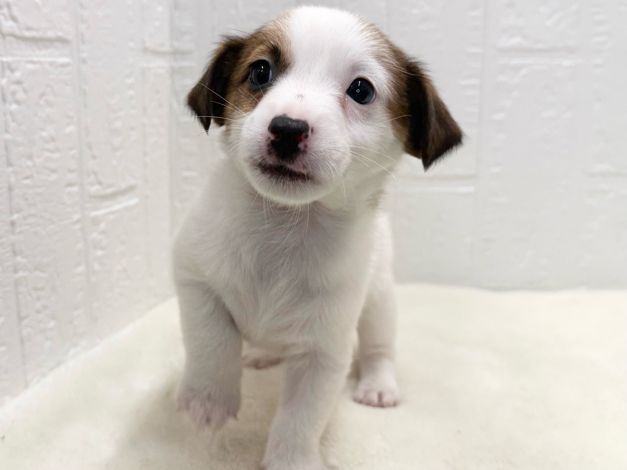 東京都のジャックラッセルテリア (かねだい青梅店/2025年10月6日生まれ/男の子/ホワイトタン)の子犬の4枚目の画像