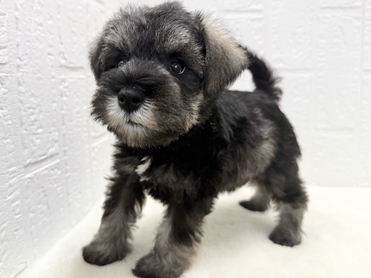 東京都のミニチュアシュナウザー (かねだい青梅店/2025年10月7日生まれ/男の子/ソルトペッパー)の子犬の4枚目の画像