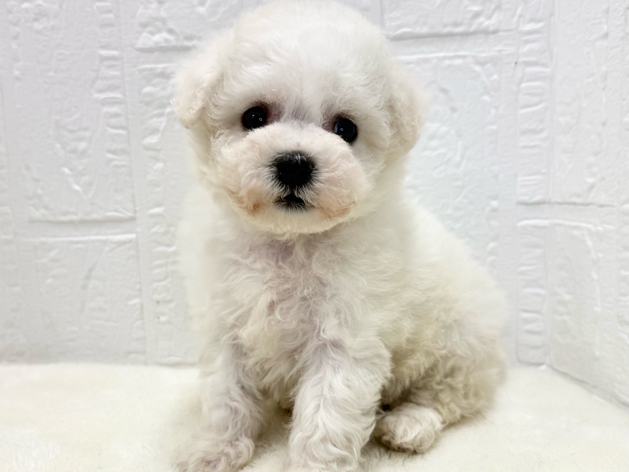 東京都のビションフリーゼ (かねだい青梅店/2025年10月7日生まれ/女の子/ホワイト)の子犬の4枚目の画像