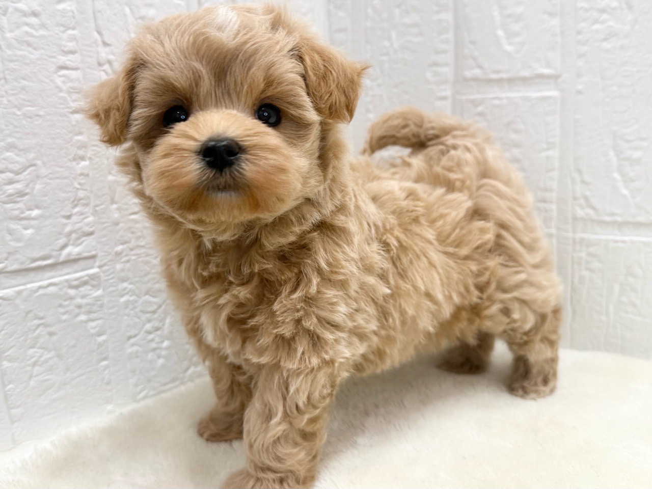 東京都のマルプー(マルチーズ×プードル) (かねだい青梅店/2025年10月7日生まれ/女の子/クリーム)の子犬の4枚目の画像