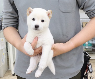 神奈川県の柴犬(標準サイズ) (かねだい伊勢原店/2025年10月4日生まれ/女の子/白)の子犬