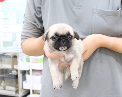 神奈川県のハーフ犬・ミックス犬 (かねだい伊勢原店/2025年10月6日生まれ/男の子/フォーン)の子犬