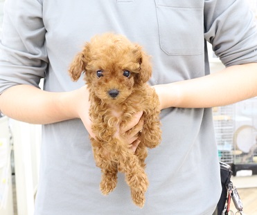 神奈川県のトイプードル(トイ) (かねだい伊勢原店/2025年10月6日生まれ/男の子/レッド)の子犬