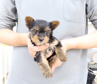 神奈川県のヨークシャーテリア (かねだい伊勢原店/2025年9月30日生まれ/女の子/スチールブルータン)の子犬