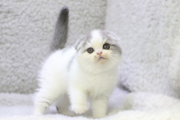 埼玉県のスコティッシュフォールド (かねだい草加店/2025年10月7日生まれ/男の子/ブルータビーホワイト)の子猫の1枚目の画像