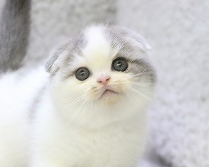 埼玉県のスコティッシュフォールド (かねだい草加店/2025年10月7日生まれ/男の子/ブルータビーホワイト)の子猫の2枚目の画像