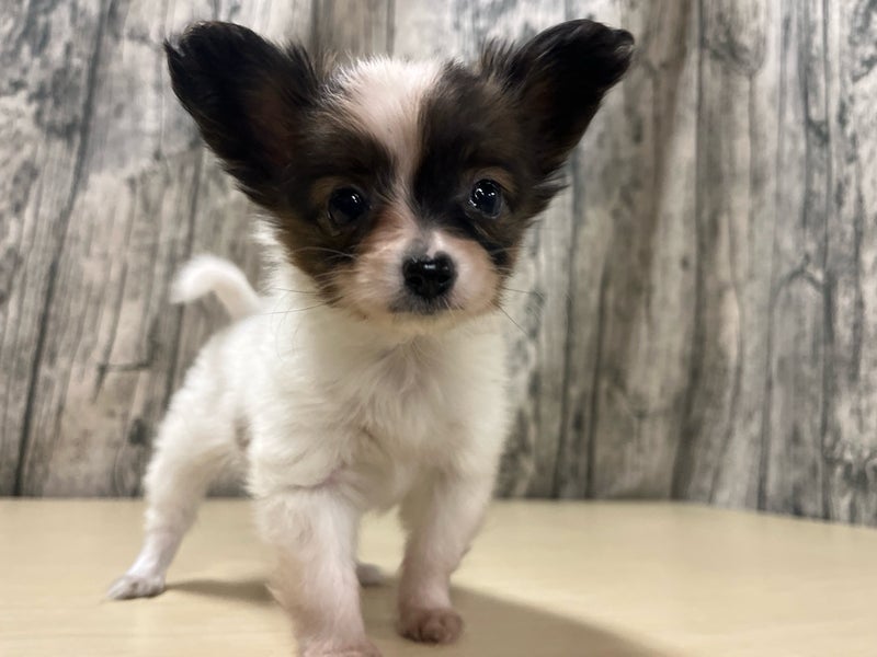 埼玉県のパピヨン (かねだいアクアパーク店/2025年10月5日生まれ/女の子/ホワイトブラウン)の子犬