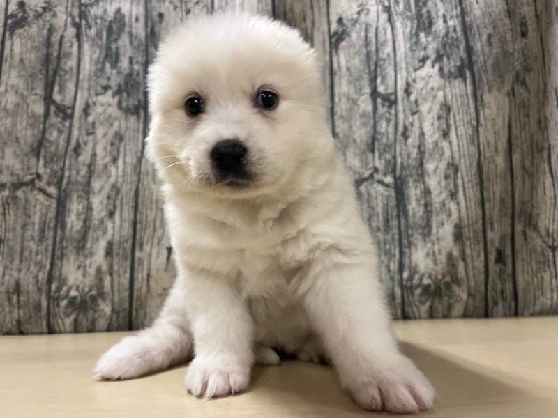 埼玉県のハーフ犬・ミックス犬 (かねだいアクアパーク店/2025年10月6日生まれ/女の子/クリーム)の子犬