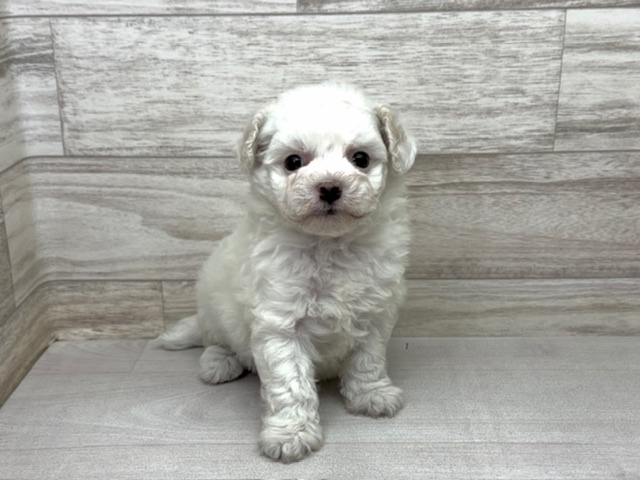 埼玉県のビションフリーゼ (かねだい桶川店/2025年10月4日生まれ/女の子/ホワイト)の子犬の2枚目の画像